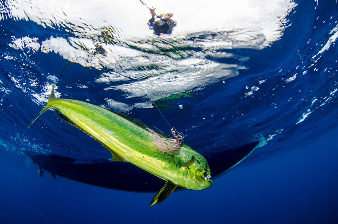 Deep Sea Offshore Fishing Mahi