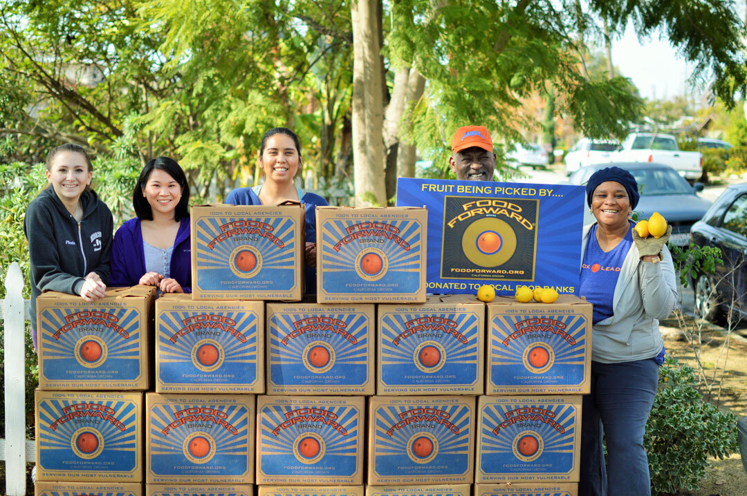 Food Forward Produce Picking Volunteers