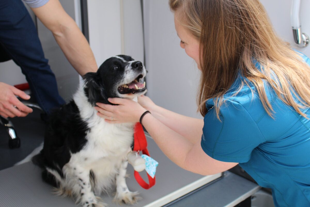 mobile vet grooming